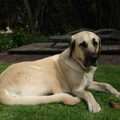 Kangal