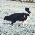 Sheltie