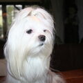 Maltezer