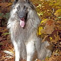 Tervuerense Herder