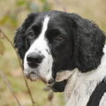 Engelse Springer Spaniel