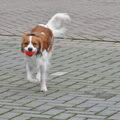 Kooikerhondje