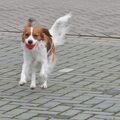 Kooikerhondje