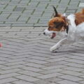 Kooikerhondje