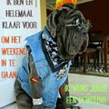 Mastino Napoletano