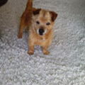 Australische Terrier