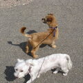 Australische Terrier