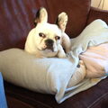 Franse Bulldog