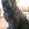Zwarte Russische Terrier