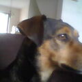 Jack Russell Terrier