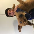 Ierse Terrier