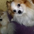 Vlinderhond