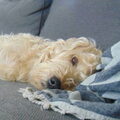 Irish Softcoated Wheaten Terriër
