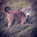 Irish Softcoated Wheaten Terriër
