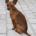 Dwergpinscher