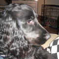 Engelse Cocker Spaniel