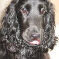 Engelse Cocker Spaniel