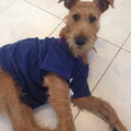 Ierse Terrier