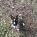 American Akita