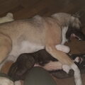 American Akita