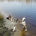 American Akita
