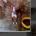 Podenco Andaluz