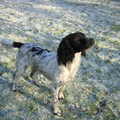 Engelse Springer Spaniel