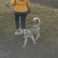 Siberian Husky