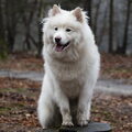 Finse Lappenhond