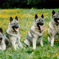 Noorse Elandhond Grijs