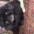 Pekingees