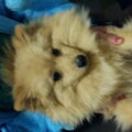 Pekingees