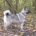 Noorse Elandhond Grijs