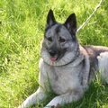 Noorse Elandhond Grijs