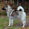 Noorse Elandhond Grijs