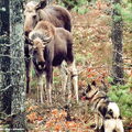 Noorse Elandhond Grijs