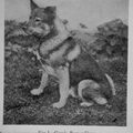 Noorse Elandhond Grijs