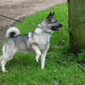 Noorse Elandhond Grijs