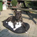 American Staffordshire Terrier