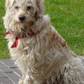Hollandse Smoushond