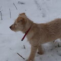 Hollandse Smoushond