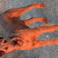 Ierse Terrier
