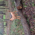 Ierse Terrier