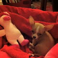 Chihuahua, korthaar
