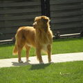 Nova Scotia Duck Tolling Retriever