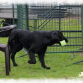 Flatcoated Retriever