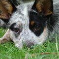 Australian Cattle Dog