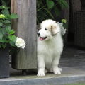 Pyreneese Berghond