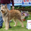 Picardische Herdershond