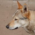 Tsjechoslowaakse Wolfhond